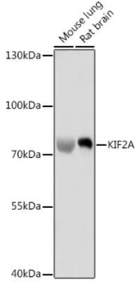 Western Blot: Kif2a Antibody [NBP3-04946] - Western blot analysis of extracts of various cell lines, using Kif2a antibody (NBP3-04946) at 1:1000 dilution. Secondary antibody: HRP Goat Anti-Rabbit IgG (H+L) at 1:10000 dilution. Lysates/proteins: 25ug per lane. Blocking buffer: 3% nonfat dry milk in TBST. Detection: ECL Basic Kit. Exposure time: 10s.